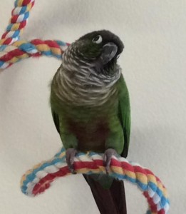 Green Cheek Conure on a rope boing