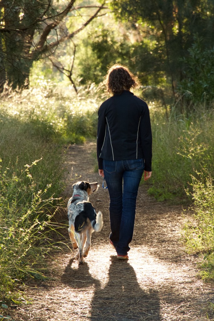 Private dog walking and dog training in Sydney's eastern suburbs