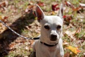 A well-trained Chihuahua, graduate of a Perfect Dog puppy class