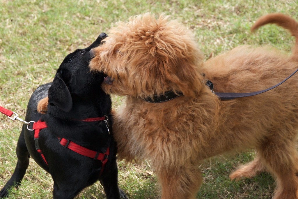 Two puppies playing politely during a puppy class