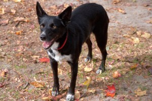 A happy black kelpie after some agility training